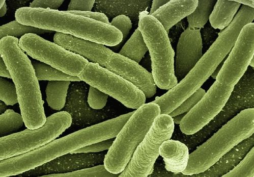 貝塔酸與生物科技 推動(dòng)人類健康的新引擎